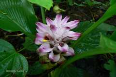 Curcuma inodora